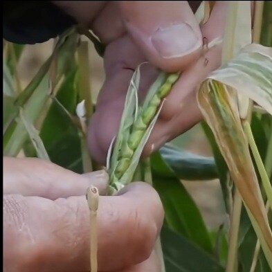 개량되지 않은 야생의 야채들_6.jpg