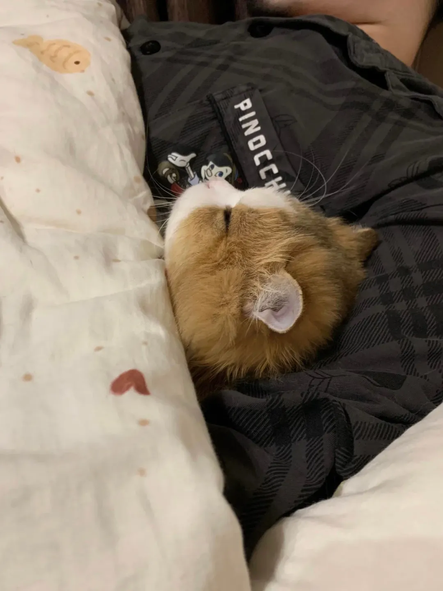 집사 품에서 자다 깬 냐옹이..._1.webp