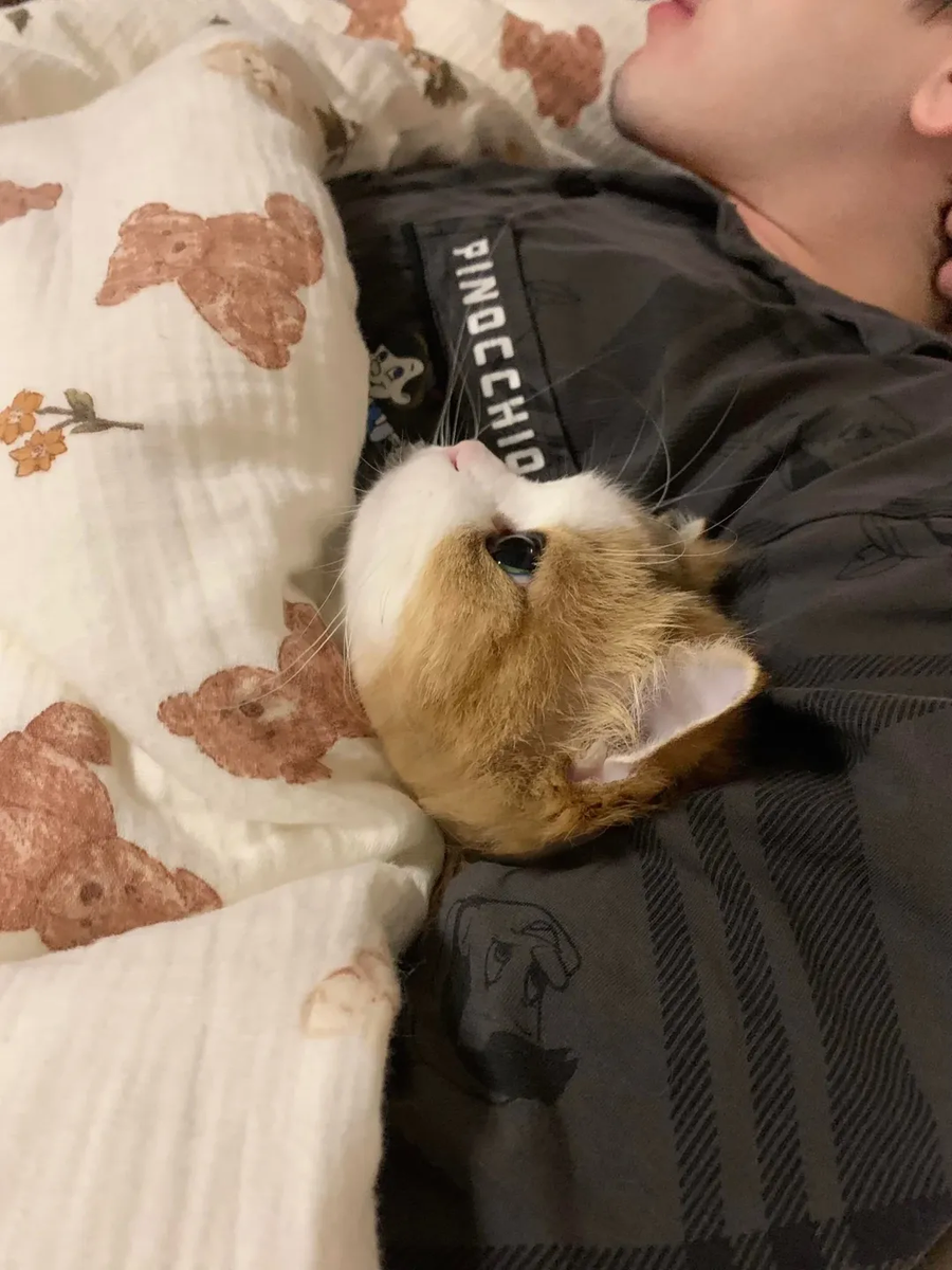 집사 품에서 자다 깬 냐옹이..._2.webp