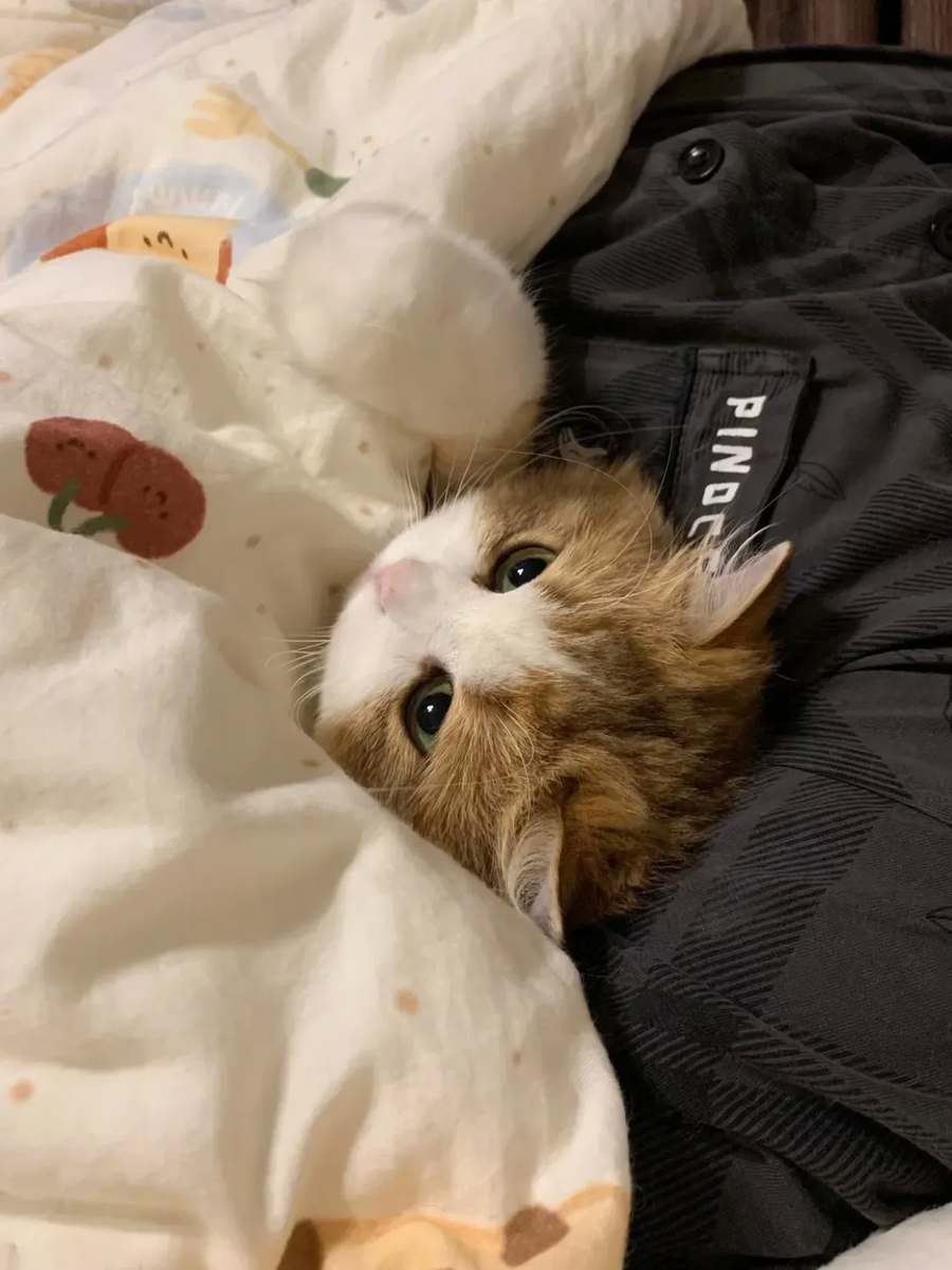 집사 품에서 자다 깬 냐옹이..._3.webp