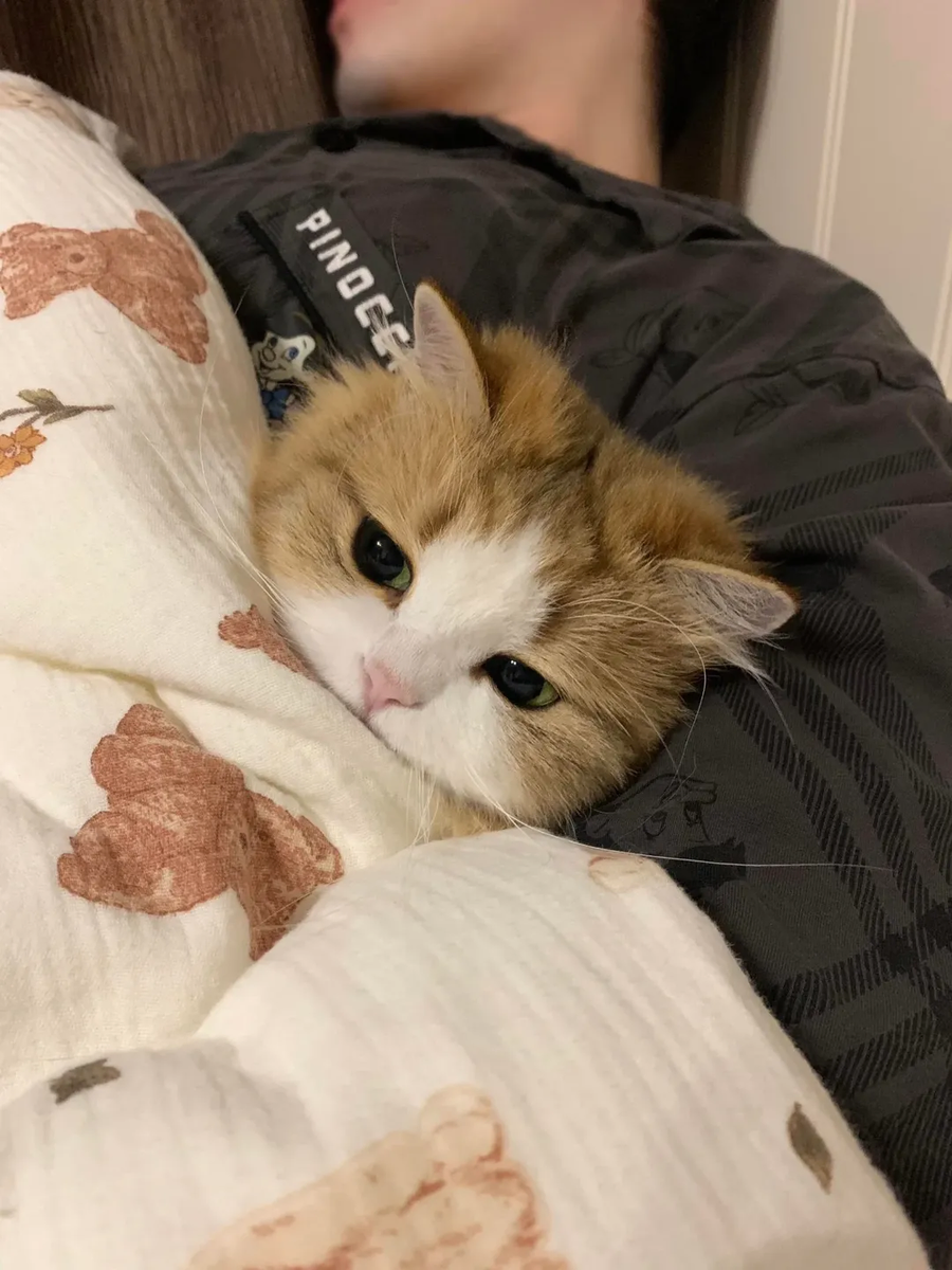 집사 품에서 자다 깬 냐옹이..._4.webp