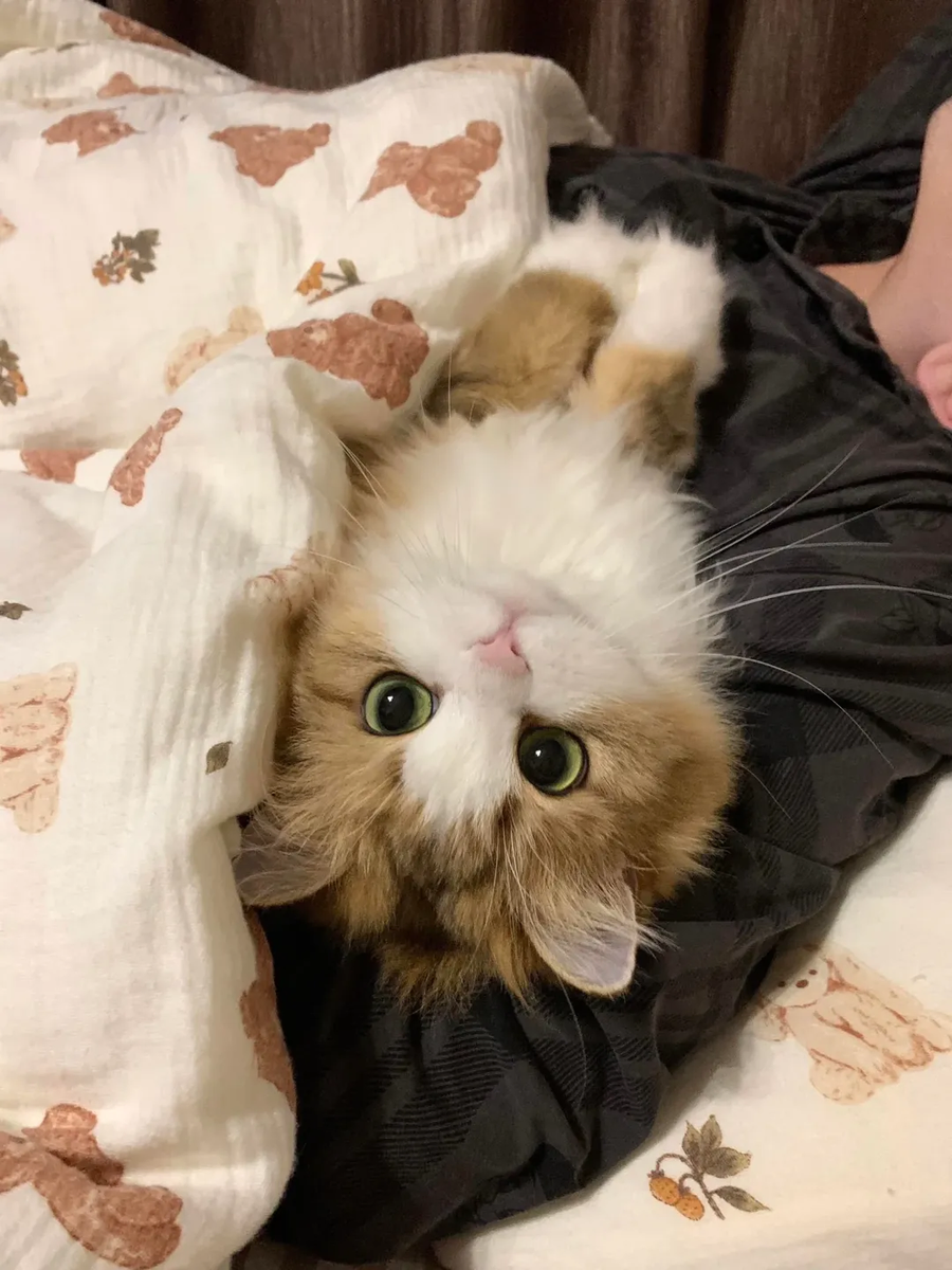 집사 품에서 자다 깬 냐옹이..._5.webp