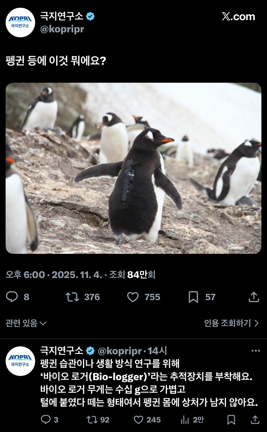 펭귄 : 기초적인 임플란트다_1.jpg