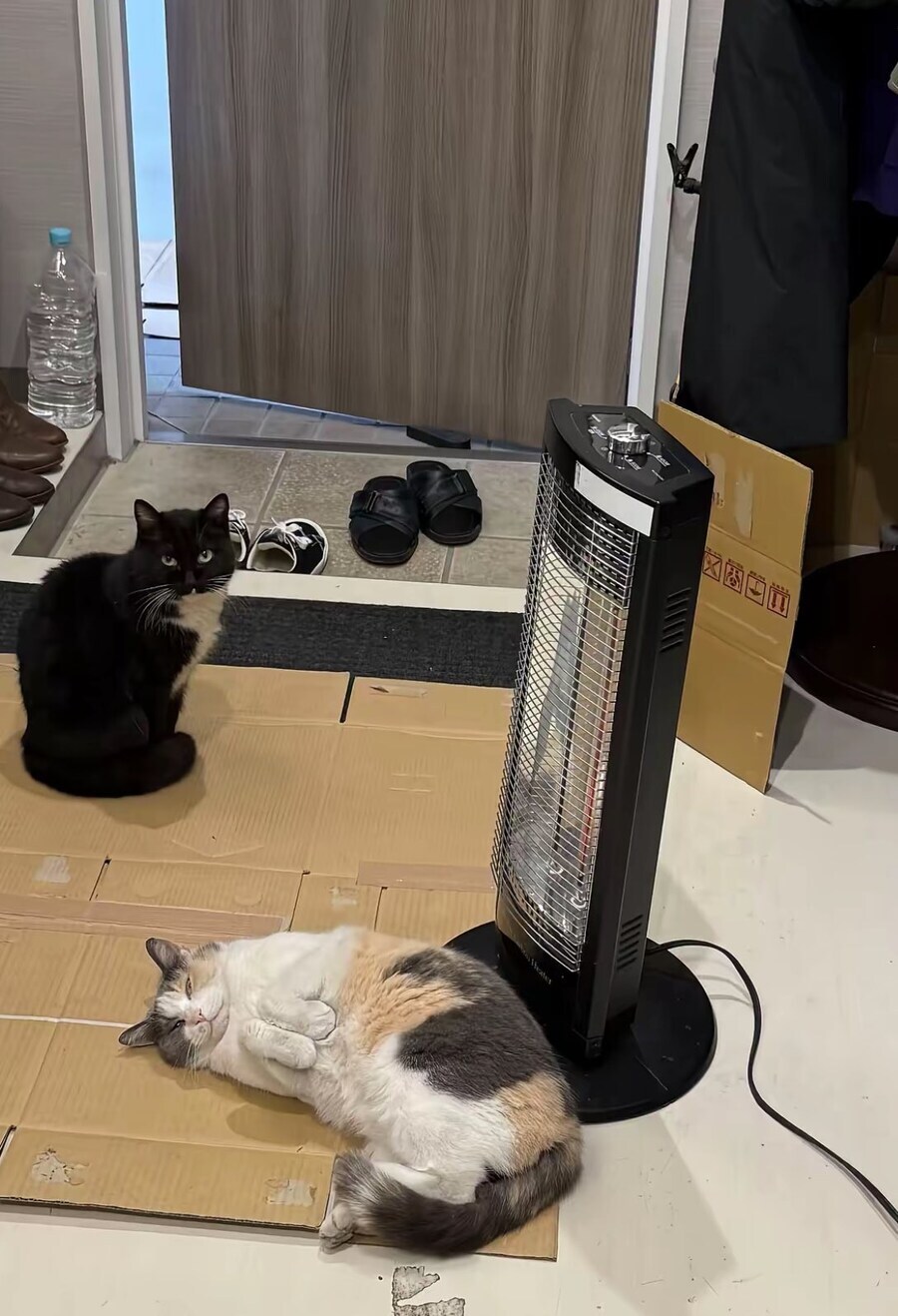 추위 타는 고양이.jpg_1.jpg