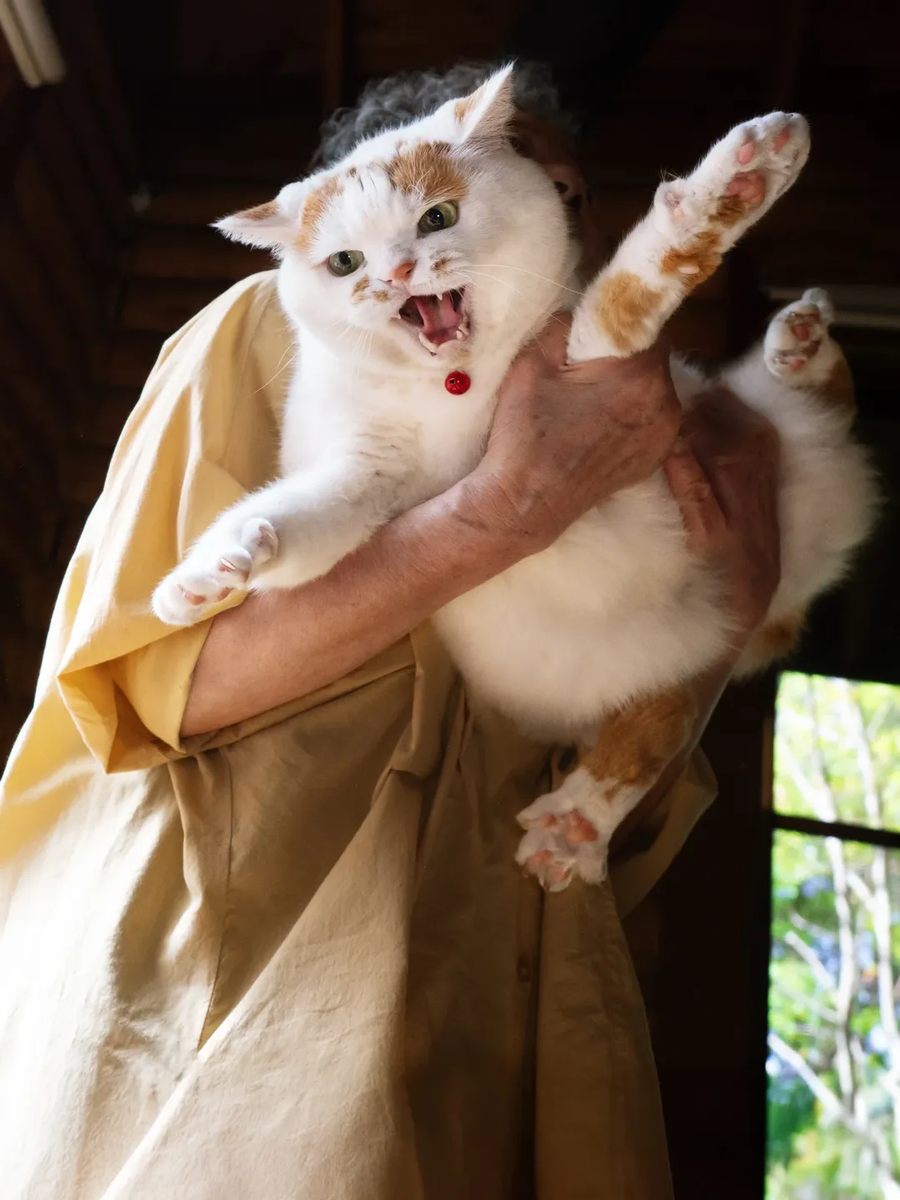 할머니와 냐옹이..._1.webp