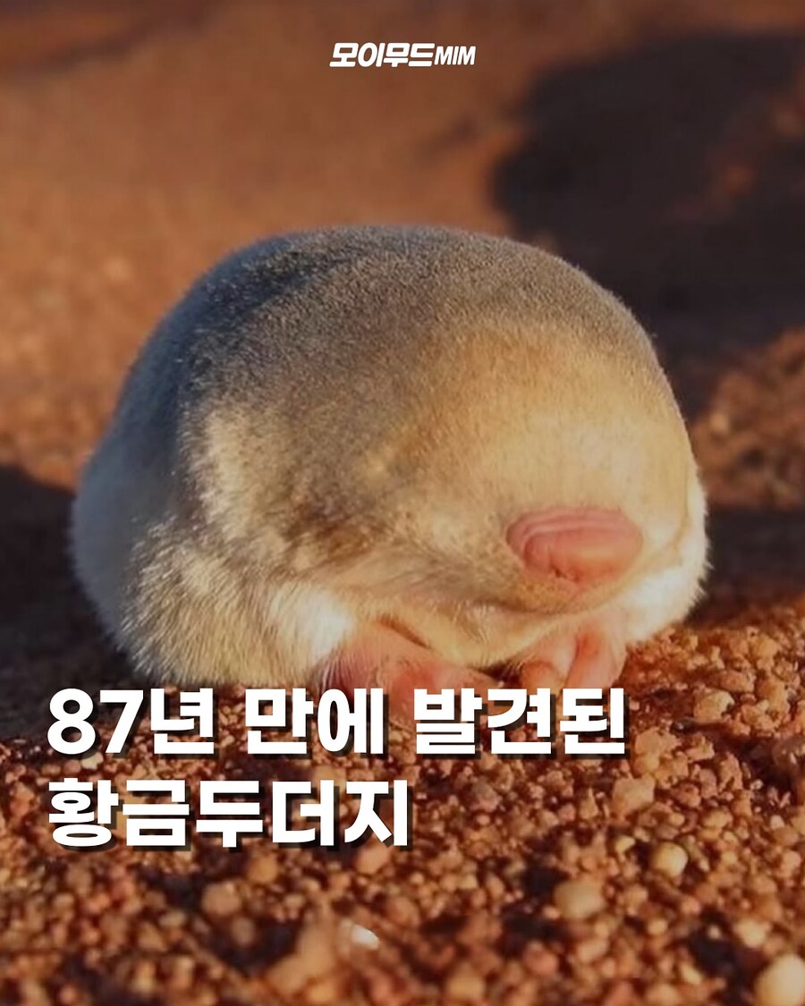 87년만에 발견된 항금두더지..._1.jpg