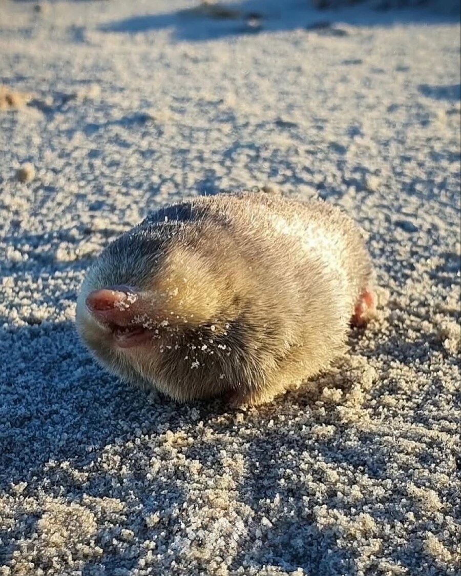 87년만에 발견된 항금두더지..._2.jpg