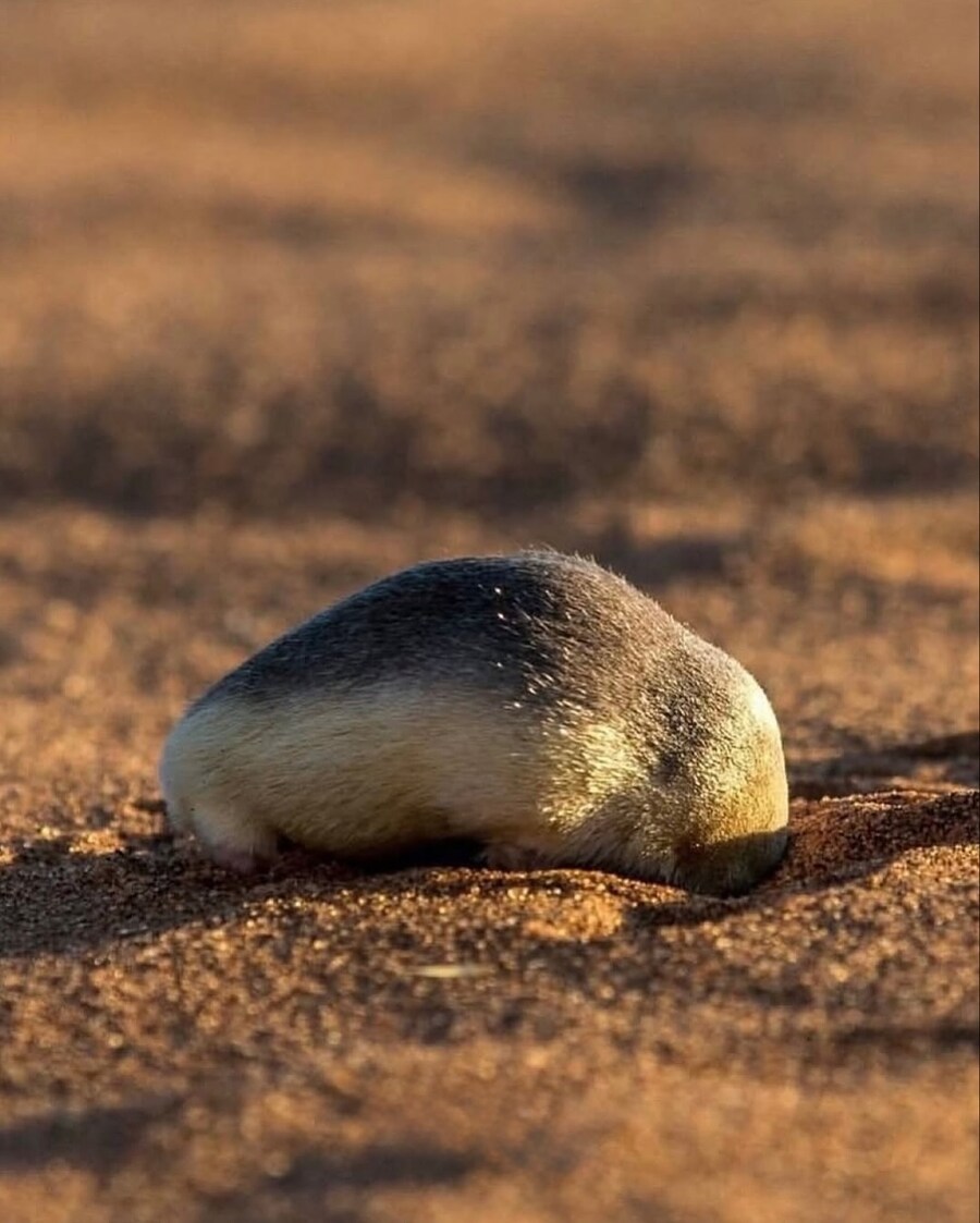 87년만에 발견된 항금두더지..._3.jpg