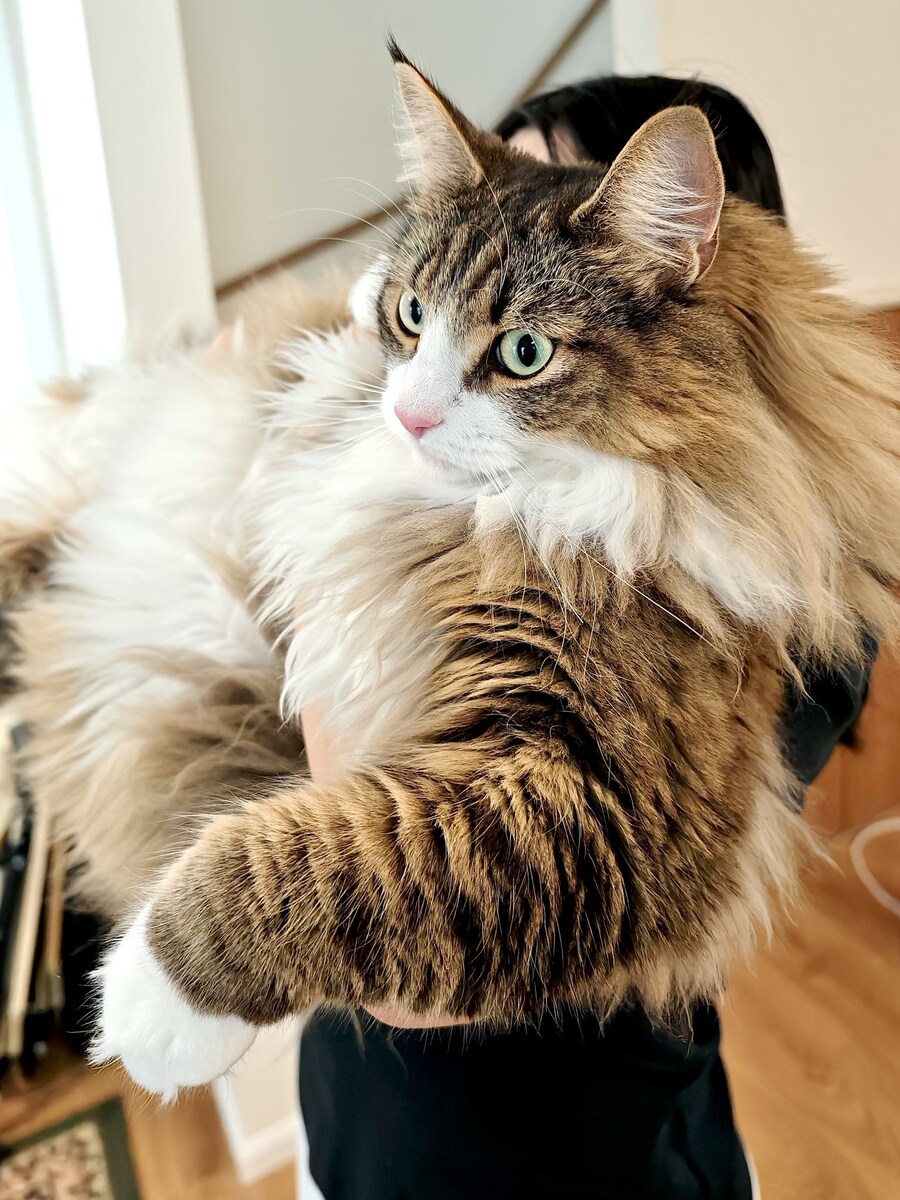 9.2 kg 짜리 무서운 맹수의 앞발⚖️_1.jpg