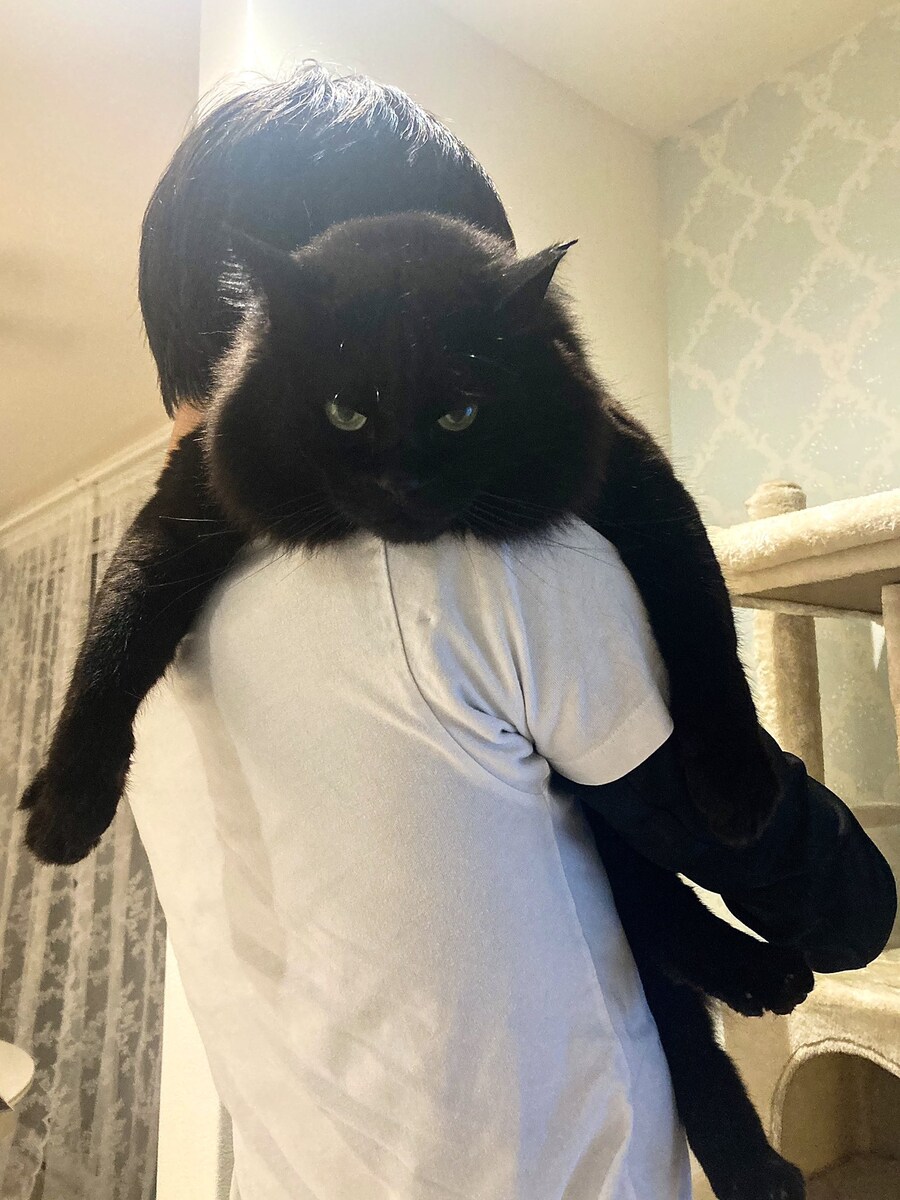 주인에게 안겨 기분좋은 6.3kg 고양이‍⬛_1.jpg