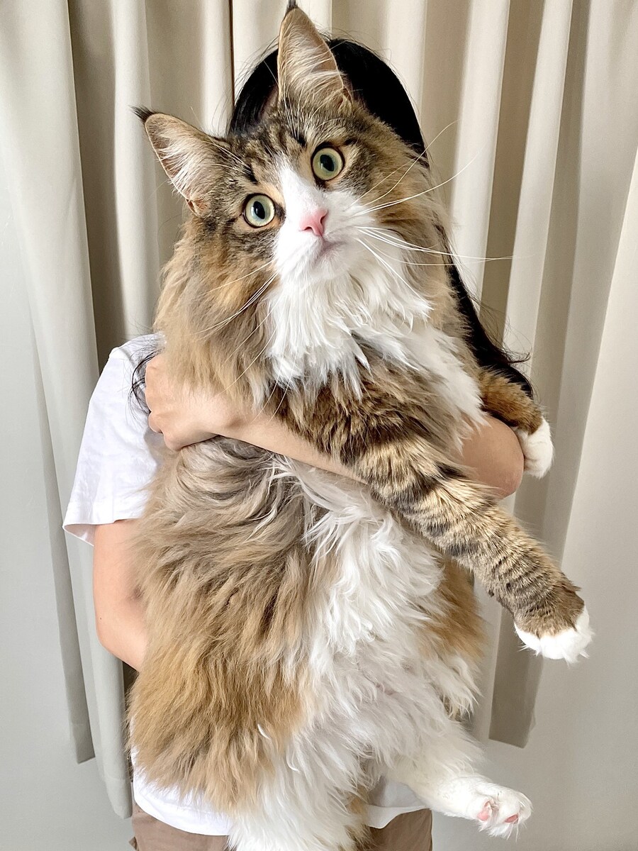 3살 짜리 무서운 맹수 _1.jpg