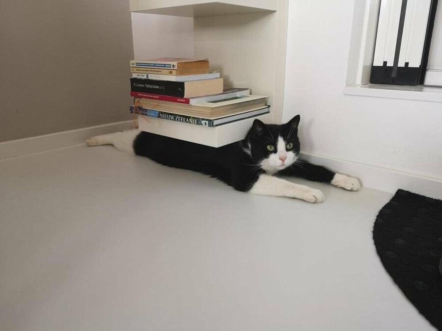 지식의 무게를 느끼는 고양이_1.jpg