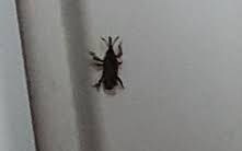 방어력에 스텟 몰빵찍은 벌레.jpg_1.jpg