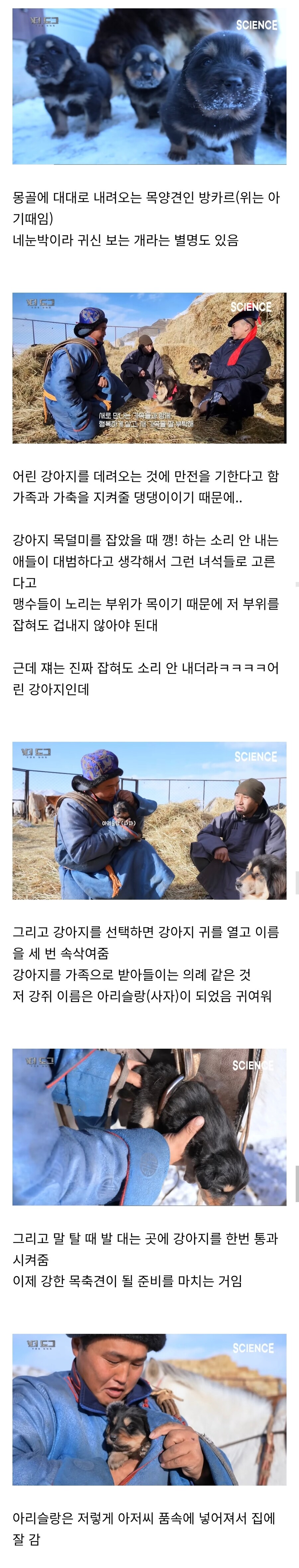 몽골에서 방카르(목양견) 새로 입양하는 방법_1.jpg