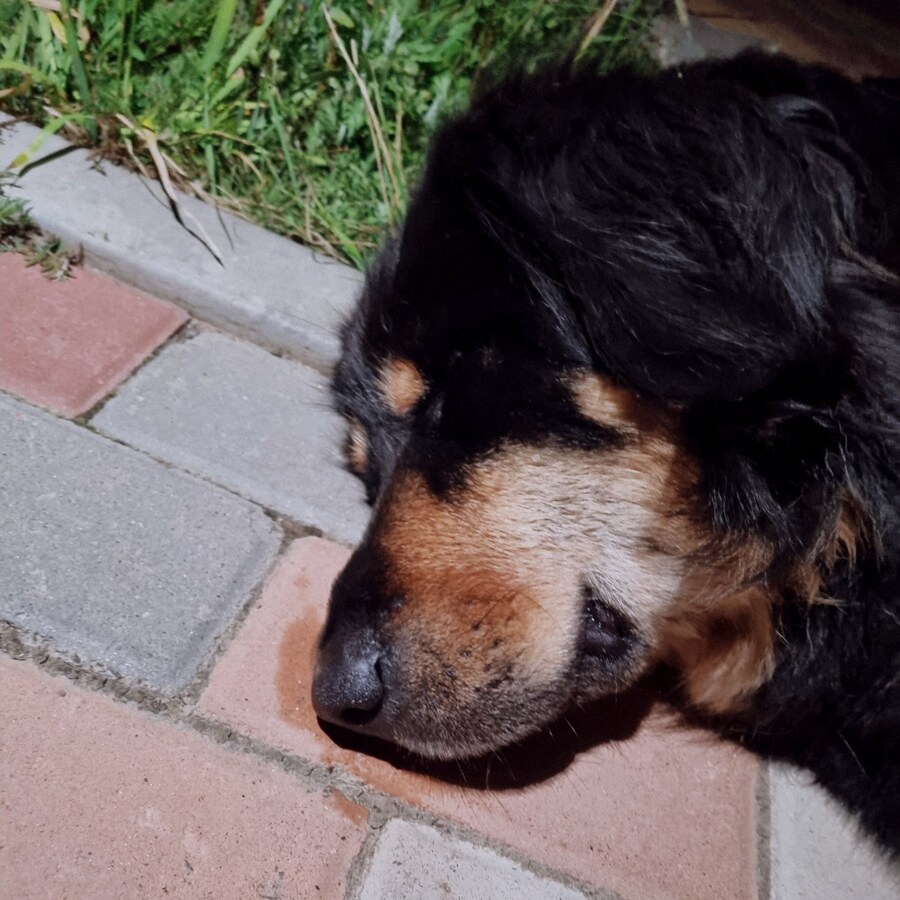 몽골에서 방카르(목양견) 새로 입양하는 방법_7.jpg