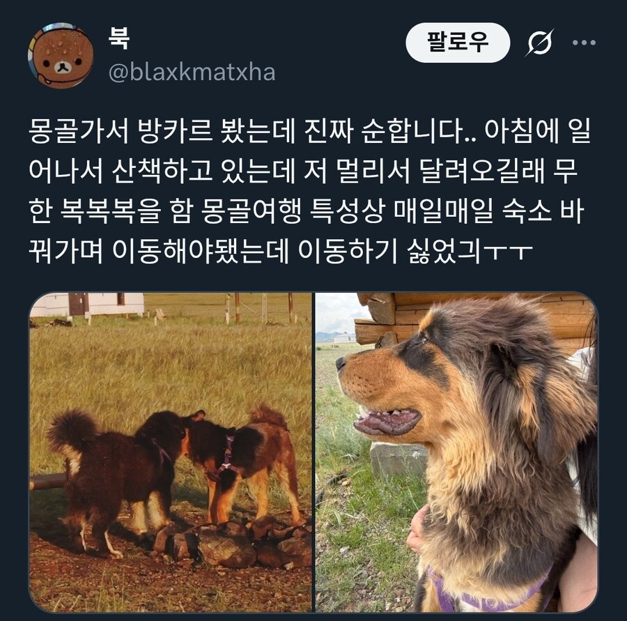 몽골에서 방카르(목양견) 새로 입양하는 방법_5.jpg