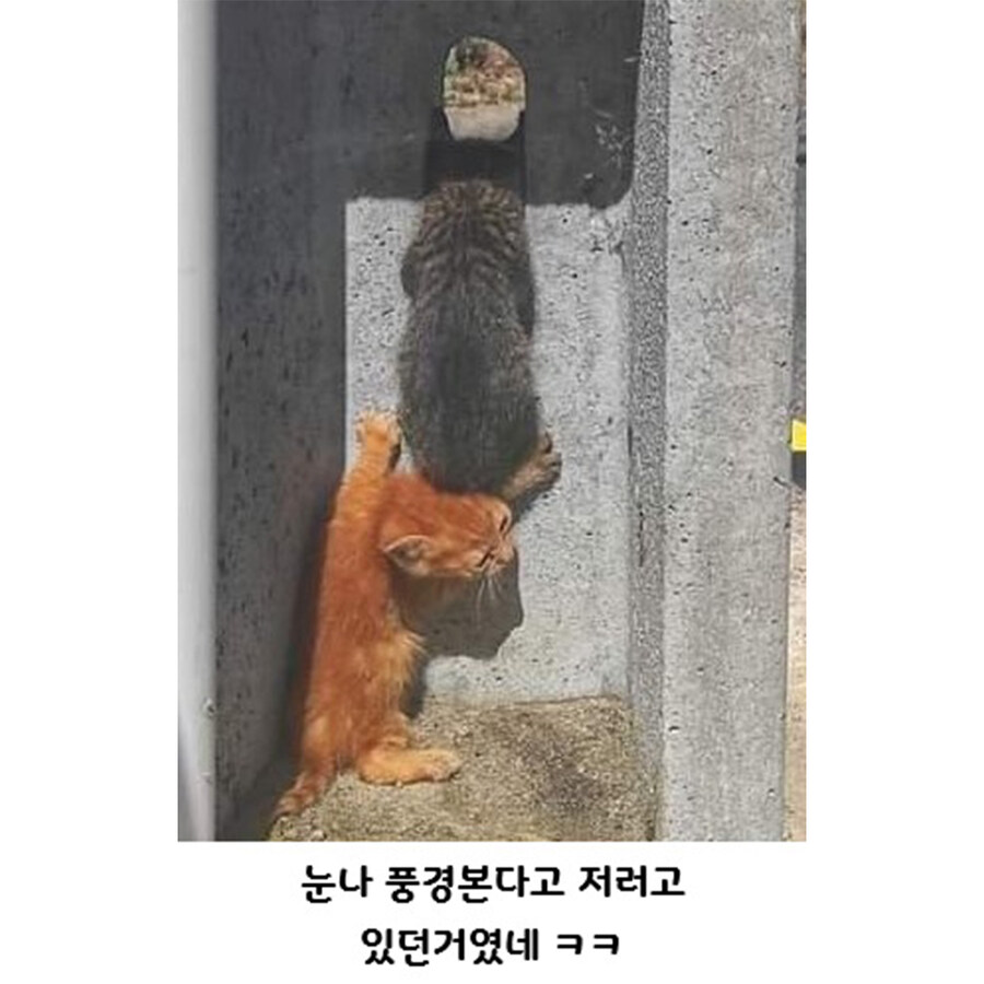 누나 아직 멀었어? 나도 볼래~~_2.jpg