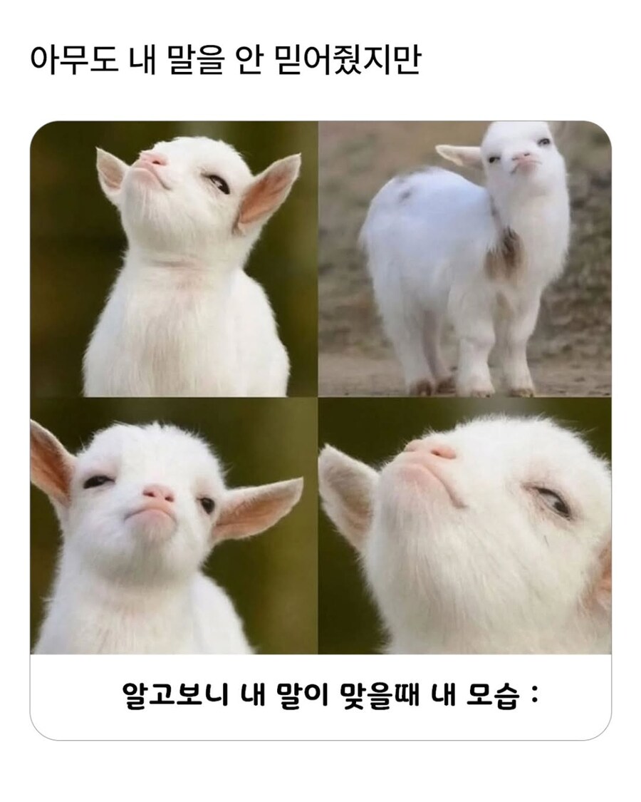 킹받는 염소짤_1.jpg