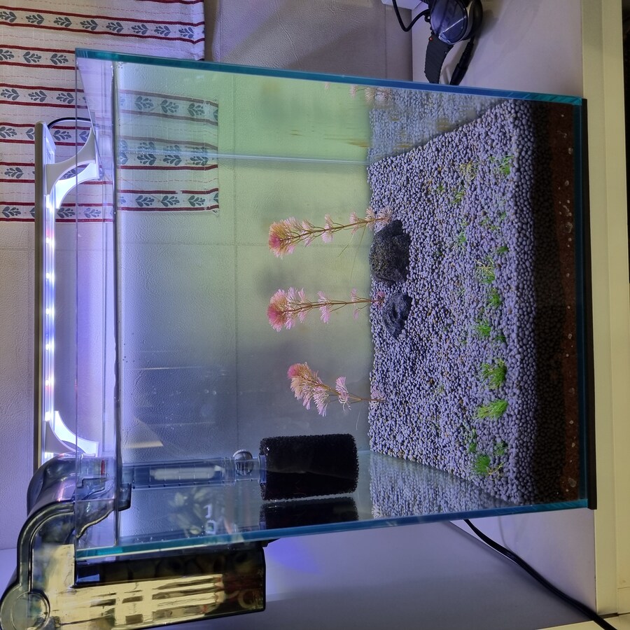 ???: 히히 멋진 수초 어항이 되겠지?_2.jpg