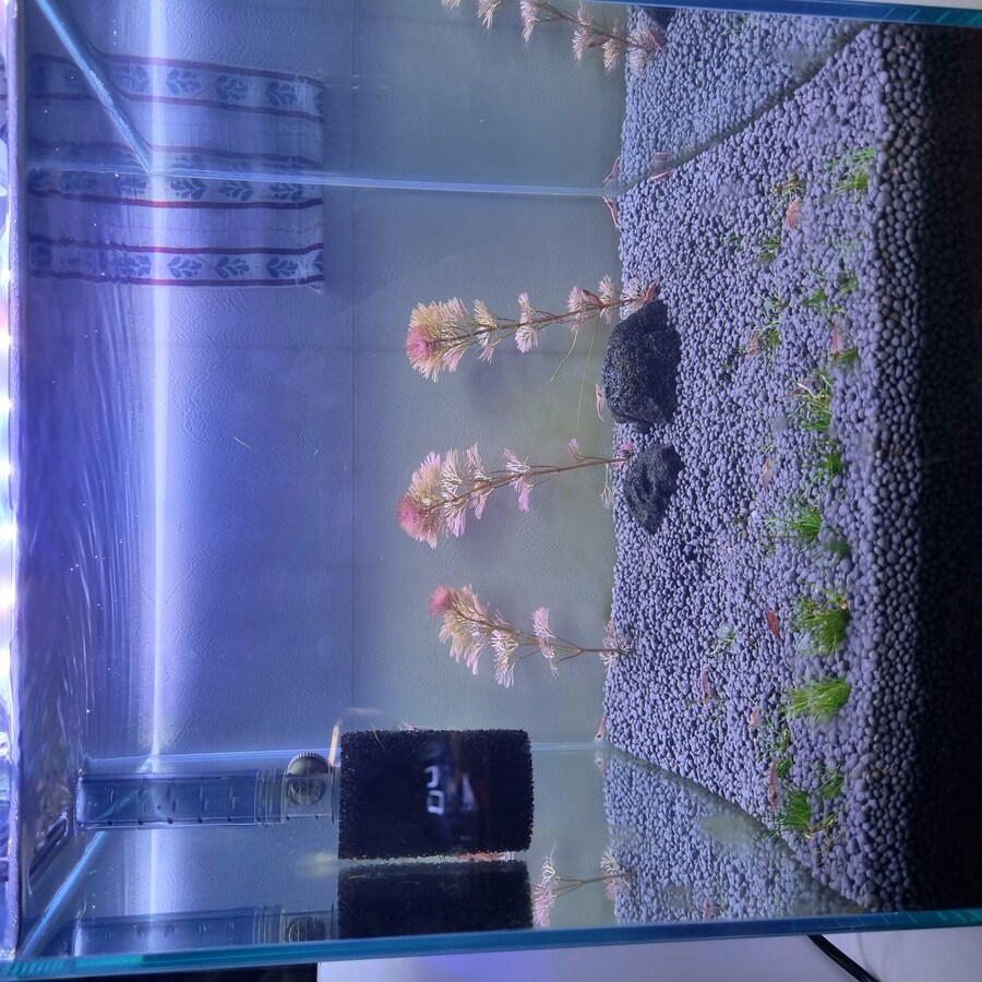 ???: 히히 멋진 수초 어항이 되겠지?_4.jpg