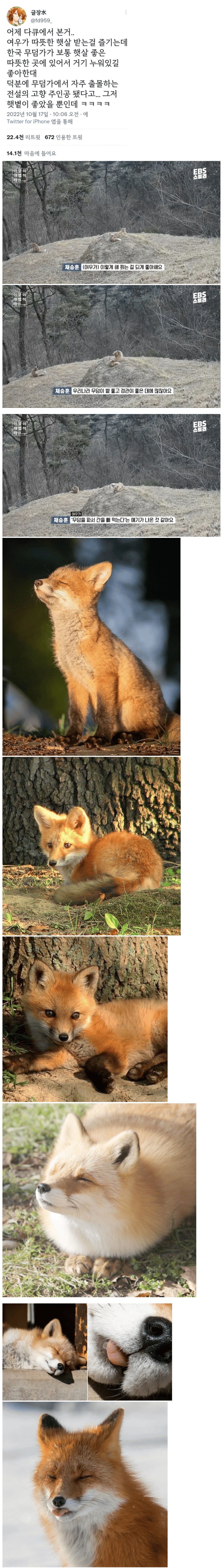 여우에게 간뺴먹는 이미지가 생긴 이유_1.png