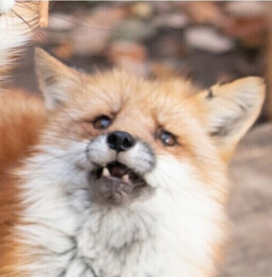 조선시대부터 근대까지 여우 이미지가 안좋았던 이유_1.jpg