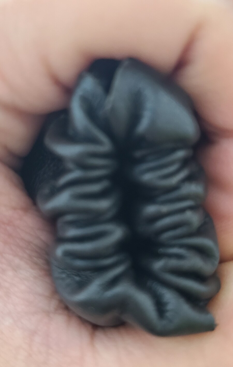 검게 착생된 똥구멍_1.jpg