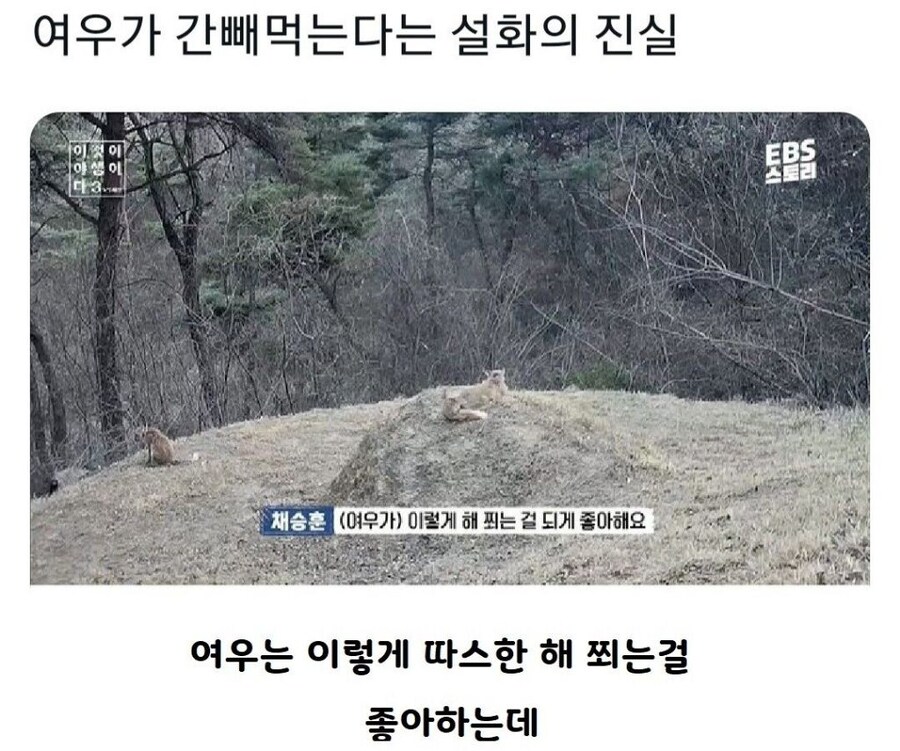 여우가 간 빼먹는다는 설화의 진실_1.jpg