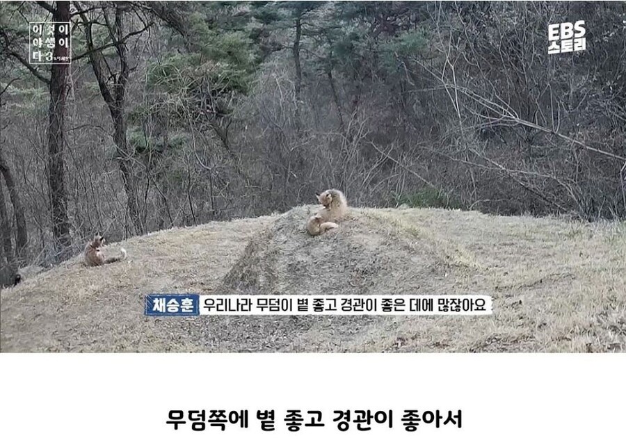 여우가 간 빼먹는다는 설화의 진실_2.jpg