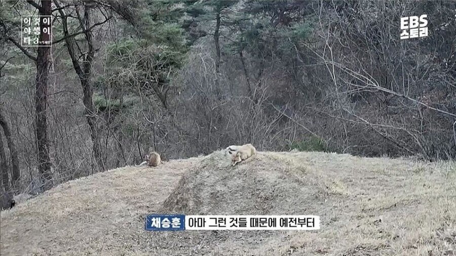 여우가 간 빼먹는다는 설화의 진실_3.jpg