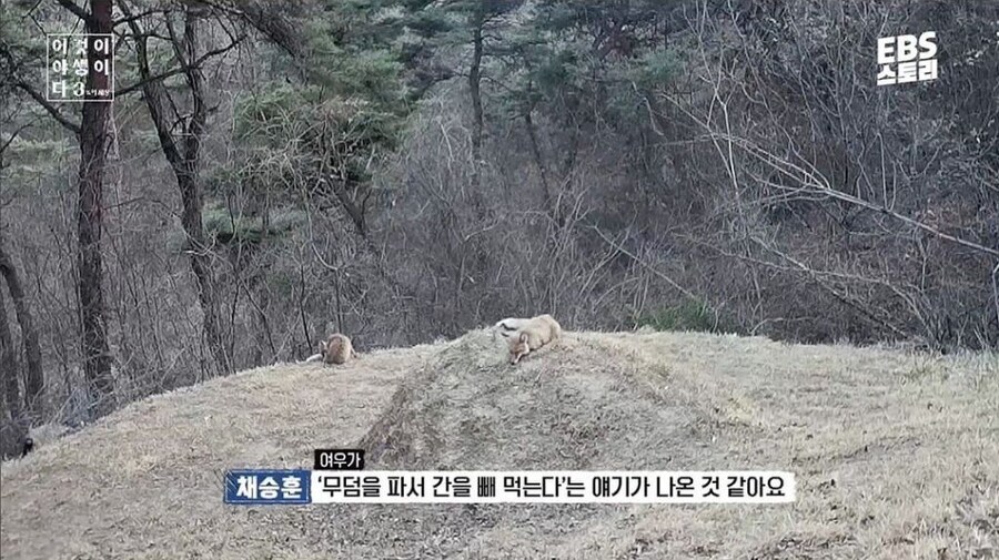 여우가 간 빼먹는다는 설화의 진실_4.jpg