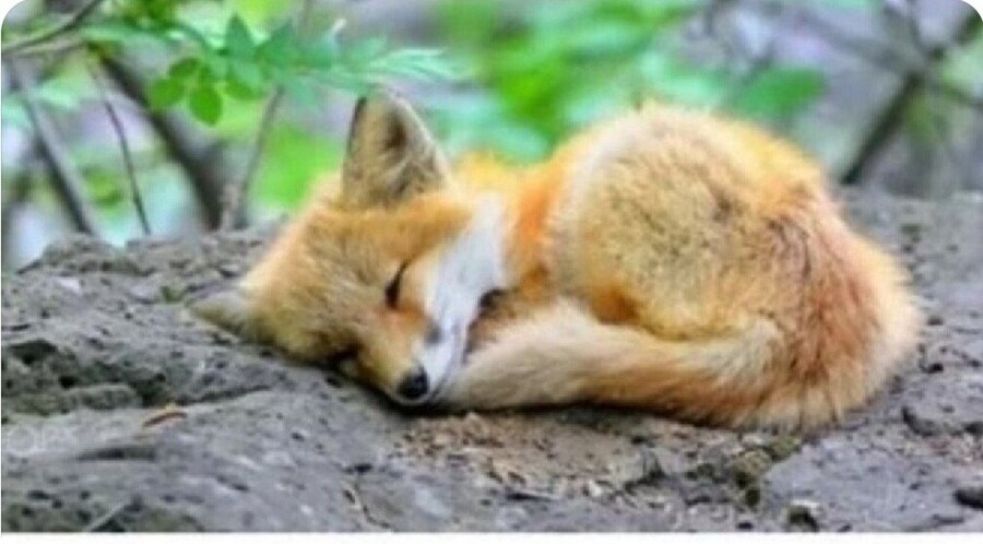 여우가 간 빼먹는다는 설화의 진실_5.jpg