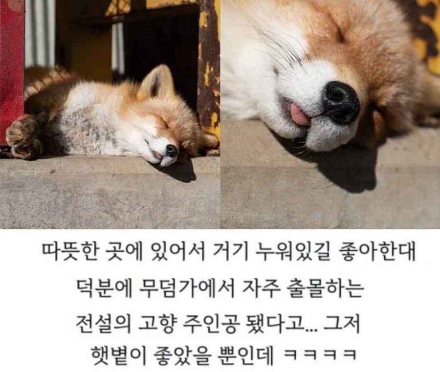 여우가 간 빼먹는다는 설화의 진실_6.jpg