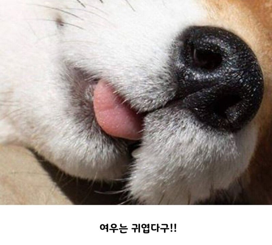 여우가 간 빼먹는다는 설화의 진실_7.jpg