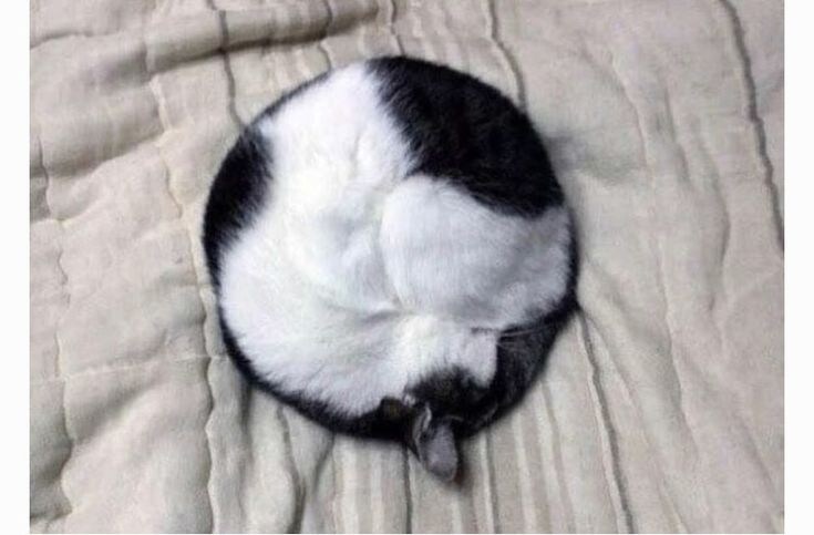 간만에 아주 딴딴하게 말린 냥모나이트 주움.jpg_2.jpg