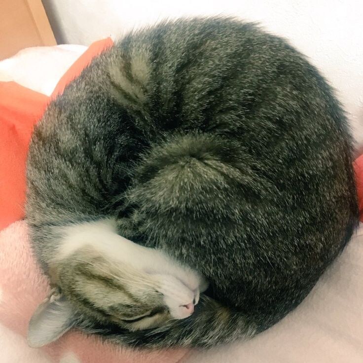 간만에 아주 딴딴하게 말린 냥모나이트 주움.jpg_3.jpg