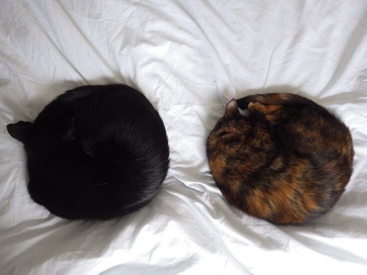 간만에 아주 딴딴하게 말린 냥모나이트 주움.jpg_4.jpg