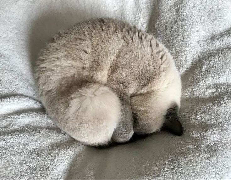 간만에 아주 딴딴하게 말린 냥모나이트 주움.jpg_6.jpg