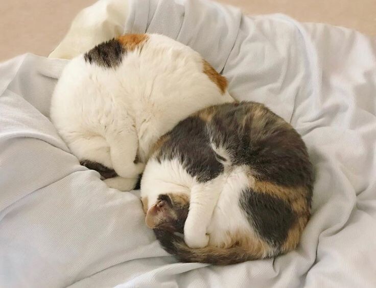 간만에 아주 딴딴하게 말린 냥모나이트 주움.jpg_7.jpg