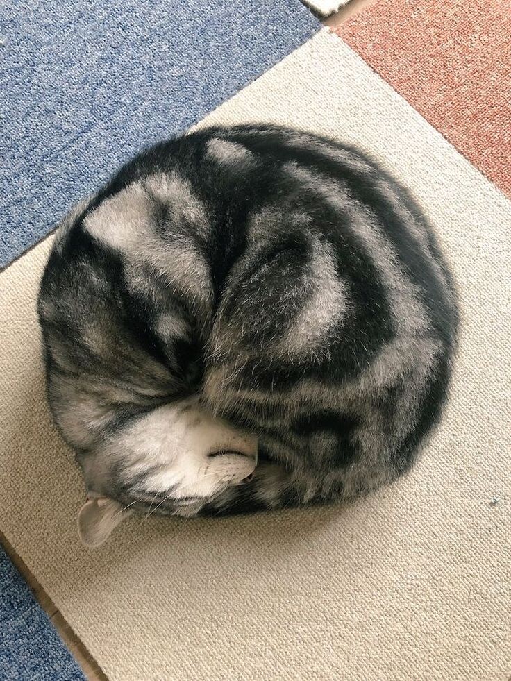 간만에 아주 딴딴하게 말린 냥모나이트 주움.jpg_8.jpg