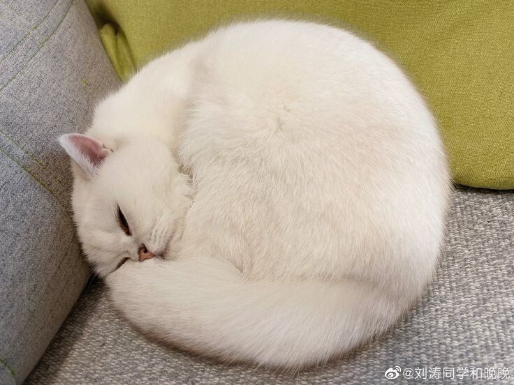 간만에 아주 딴딴하게 말린 냥모나이트 주움.jpg_9.jpg