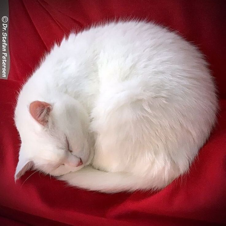 간만에 아주 딴딴하게 말린 냥모나이트 주움.jpg_12.jpg