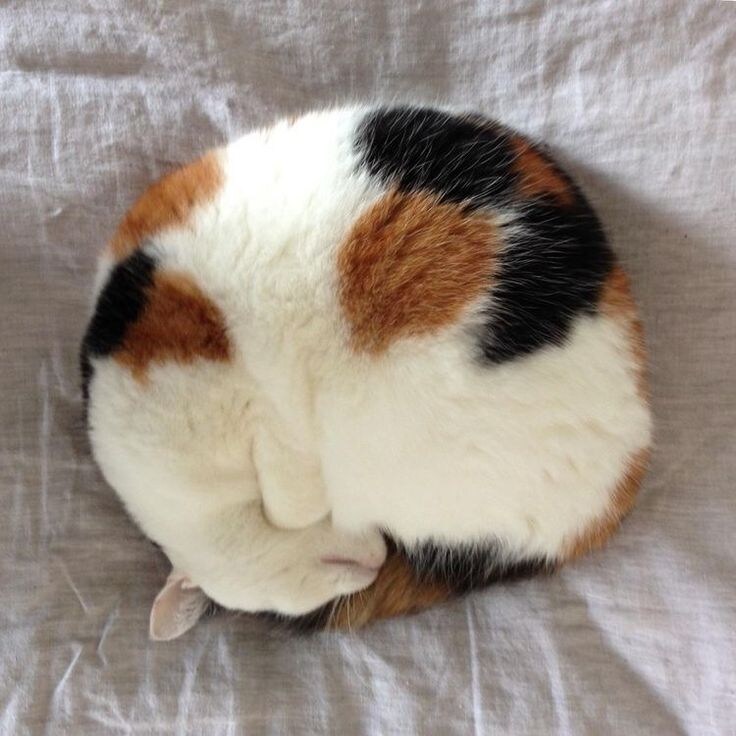 간만에 아주 딴딴하게 말린 냥모나이트 주움.jpg_13.jpg