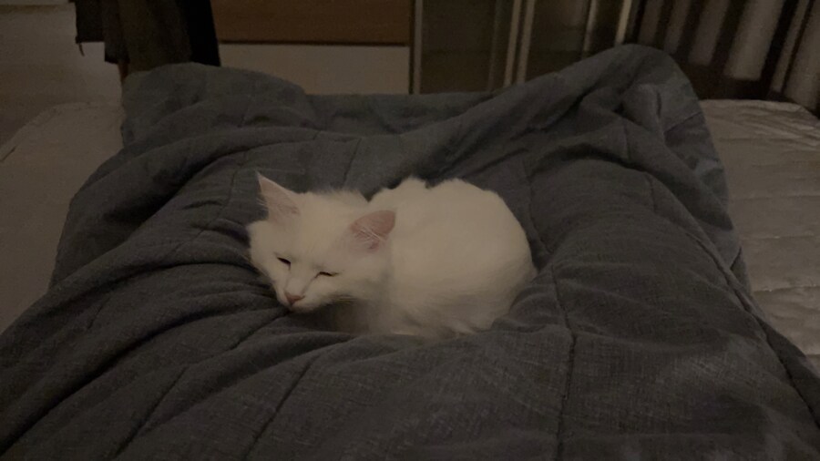 현시각 우리집 고양이 2_1.jpg