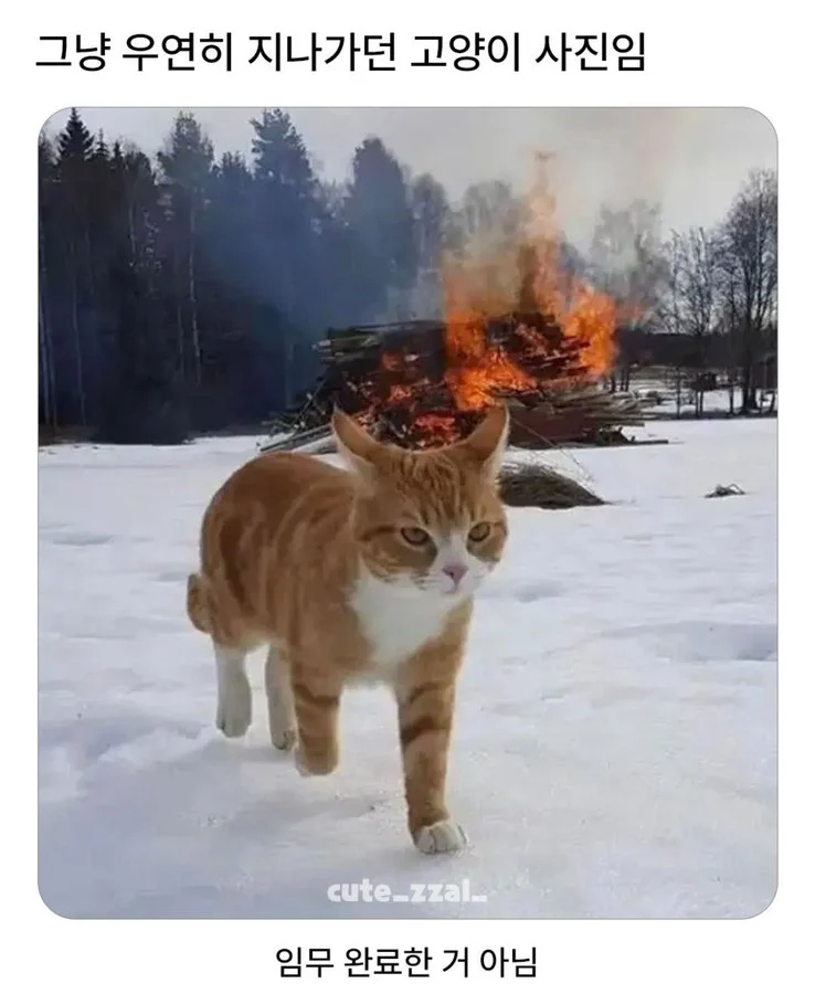 그냥 우연히 지나가던 고양이_1.webp