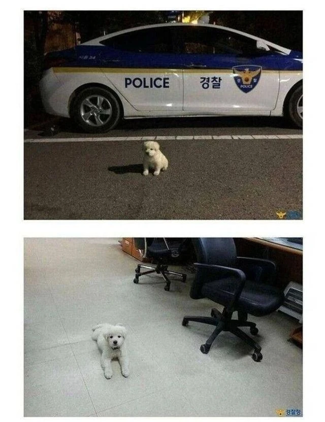 버려진 개를 주워다가 키우기 시작한 경찰아저씨_1.webp