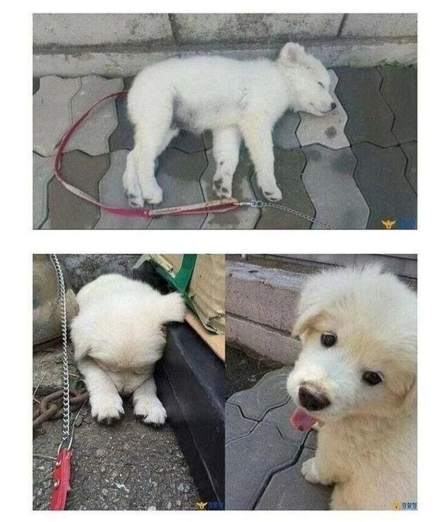 버려진 개를 주워다가 키우기 시작한 경찰아저씨_2.webp