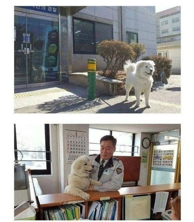버려진 개를 주워다가 키우기 시작한 경찰아저씨_3.webp