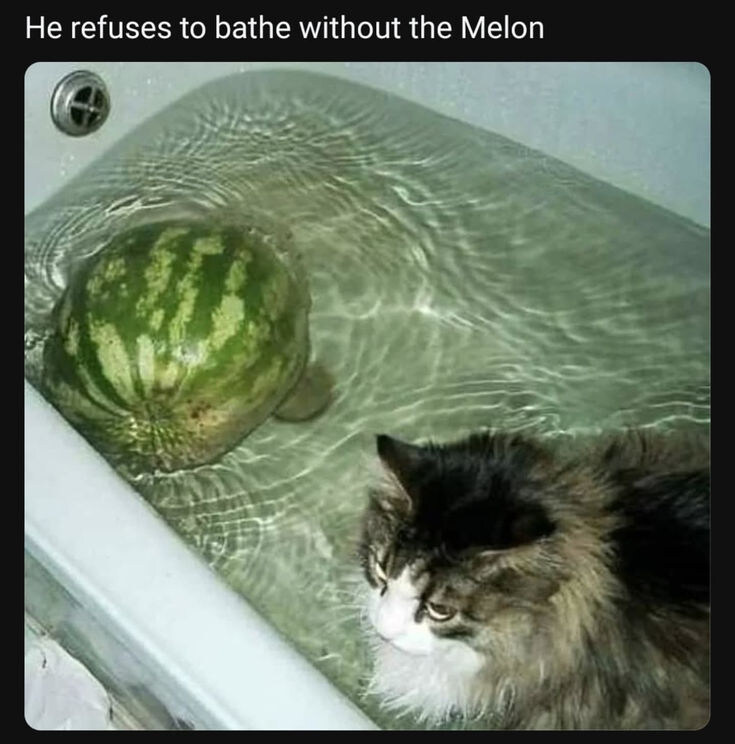 고양이가 수박이 없으면 목욕하는걸 거부해요.jpg_1.jpg