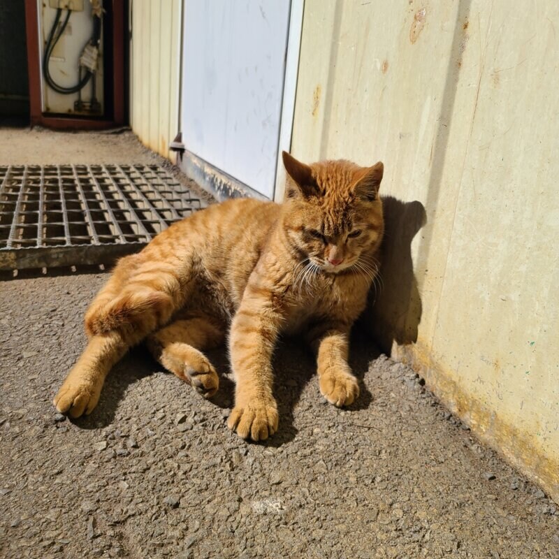 육군 아미 타이거!!!!_1.jpg